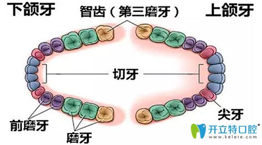 網(wǎng)傳4顆智齒全拔了會(huì)瘦臉？我們不妨來(lái)看看真相究竟如何