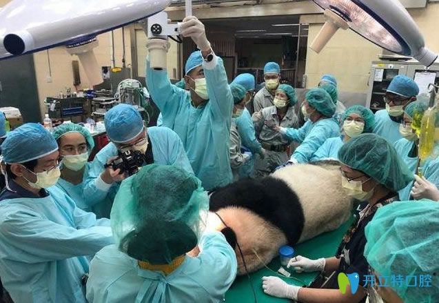 醫(yī)療團(tuán)隊(duì)為“團(tuán)團(tuán)”進(jìn)行緊急的牙齒檢查及處理