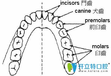 人的牙齒一共有多少顆示意圖