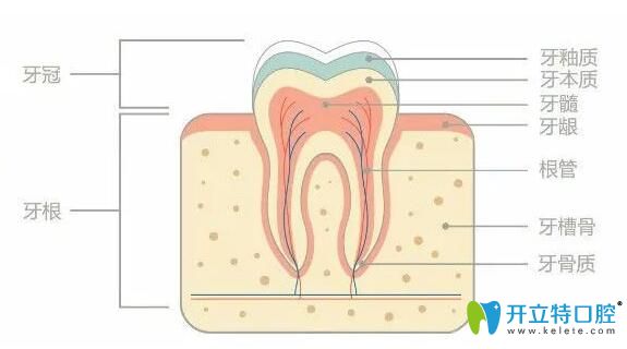 正畸中鄰面去釉對牙齒有危害嗎