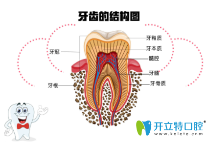 怎么判斷要做根管治療？齲齒傷到牙神經(jīng)的標(biāo)志