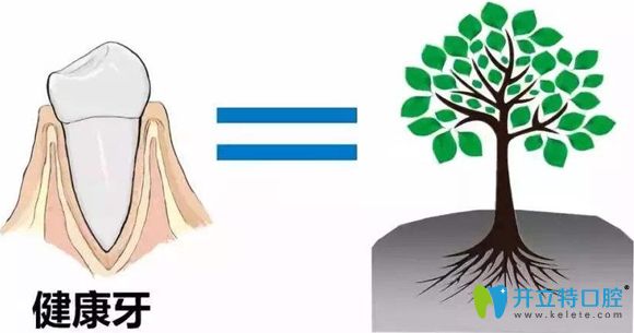 健康的牙齦和牙齒圖