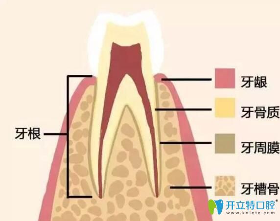 牙齒組織結(jié)構(gòu)