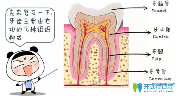 牙齒的結(jié)構(gòu)圖
