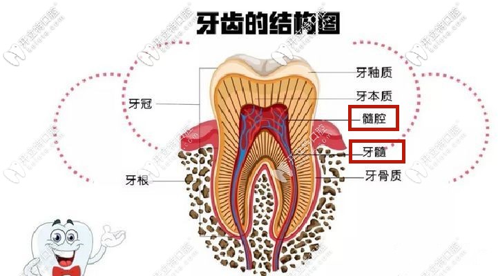 開髓引流術牙神經不在了?不信你看這牙齒開髓引流步驟圖