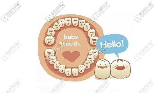 乳牙的生長(zhǎng)期