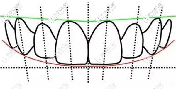 那你知道人類的牙齒是多長(zhǎng)嗎？