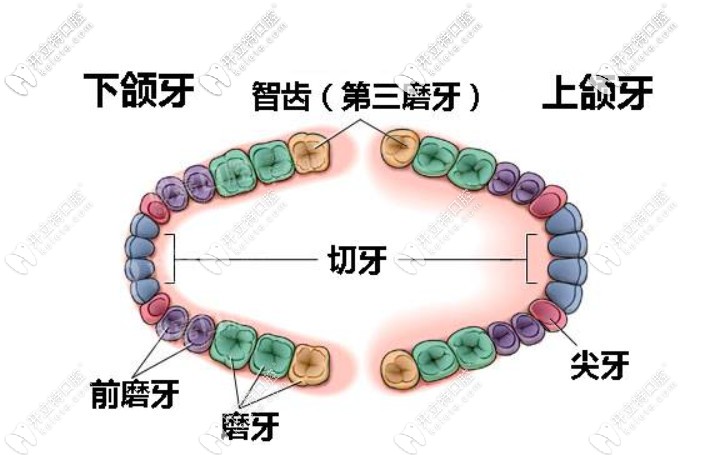 矯正牙齒需要拔智齒嗎？你可知正畸沒拔智齒的后果